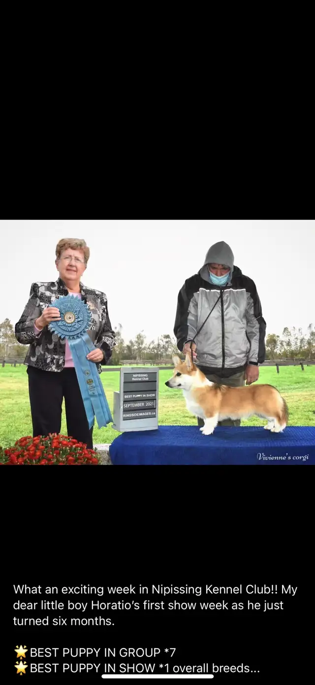 show dog rehome in Dogs & Puppies for Rehoming in Markham / York Region - Image 3
