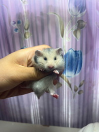 Pedigreed Baby Hamsters - READY TO ADOPT WITH DELIVERY
