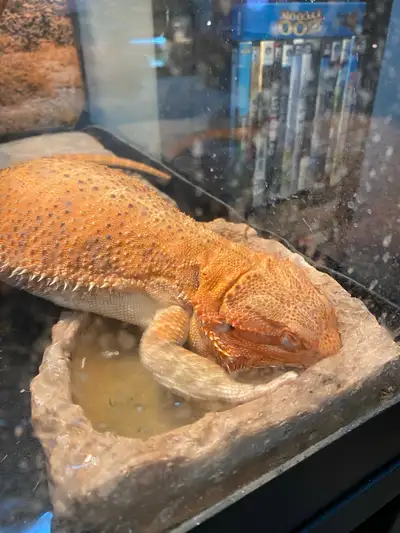 5 year old bearded dragon, View more