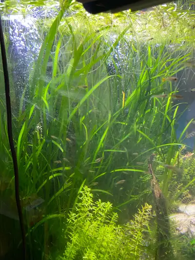 I have a very limited amount of Jungle Val for sale. These aquarium plants are mainly used as a back...