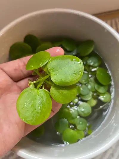 Frogbit Water Floating Plants, View more