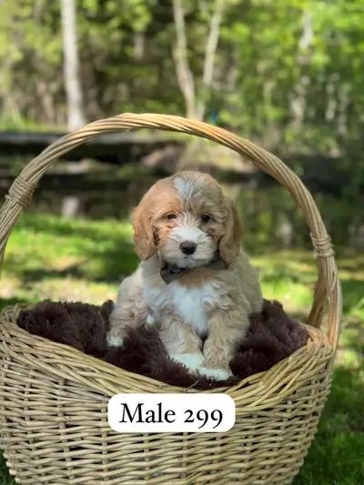 Mini Goldendoodle puppies for sale , View more