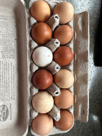Fertilized Hatching  Eggs