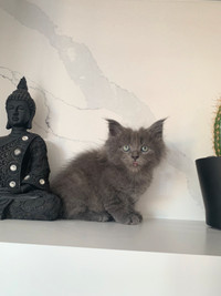 Maine Coon male kittens 