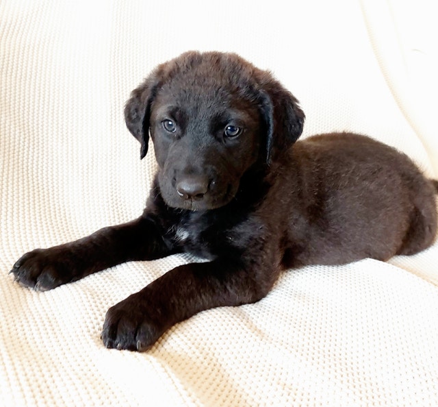 *4 left* Beautiful Husky x Chocolate Lab Puppies Dogs & Puppies for