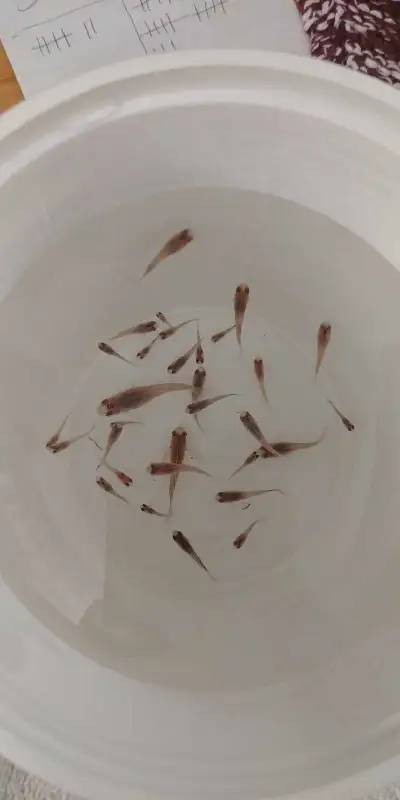 Baby Guppies, View more