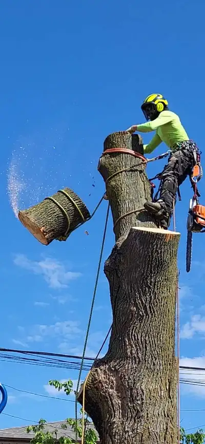 Tree Pruning Tree Removal 647 654-1884, View more