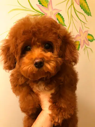 Pure Toy poodle, trained,fully vaccinated,health guarantee., View more