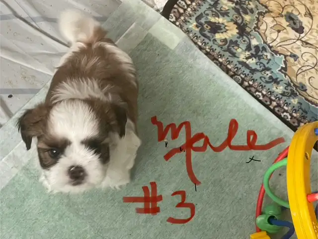 Sweet Malshi (Shih TZU / Maltese) Pups! in Dogs & Puppies for Rehoming in Comox / Courtenay / Cumberland - Image 9
