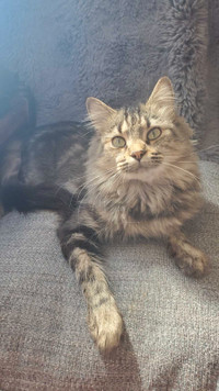 Maine Coon /Persian x Female 