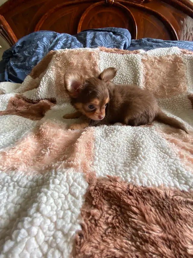 ⭐️TINY CHOCOLATE TRI LONG COAT CHIHUAHUA PUPPIES⭐️ALL SOLD in Dogs & Puppies for Rehoming in City of Toronto - Image 10
