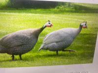 iso for guinea fowl