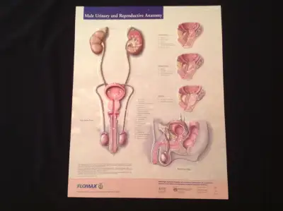 Made of flexible plastic and marketed by Flomax this 3-dimensional chart would be great instant refe...