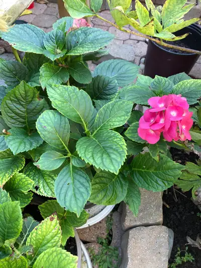 Hydrangea Plant, View more
