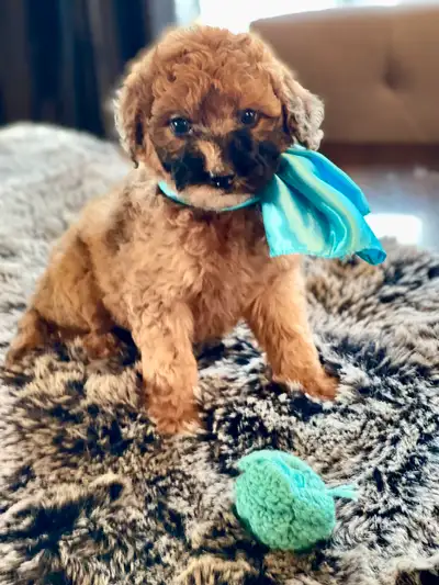 Mini Australian Mountain Bernedoodle’s Ready to go March 15th 20-30lbs, hypoallergenic 3 girls Avail...