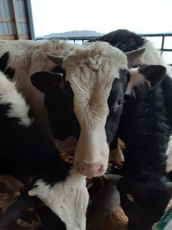 Whole, Half, Quarter Beef for sale + ground beef Food & Catering