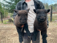 Registered Southdown Babydoll lambs