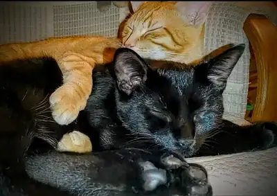 2 Bonded Male Cats, View more