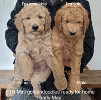 ❤️ Adorable Goldendoodles! F1B mini and F1 medium/standard pups