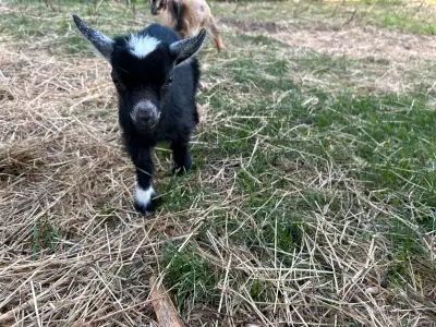Nigerian Dwarf Bucklings , View more
