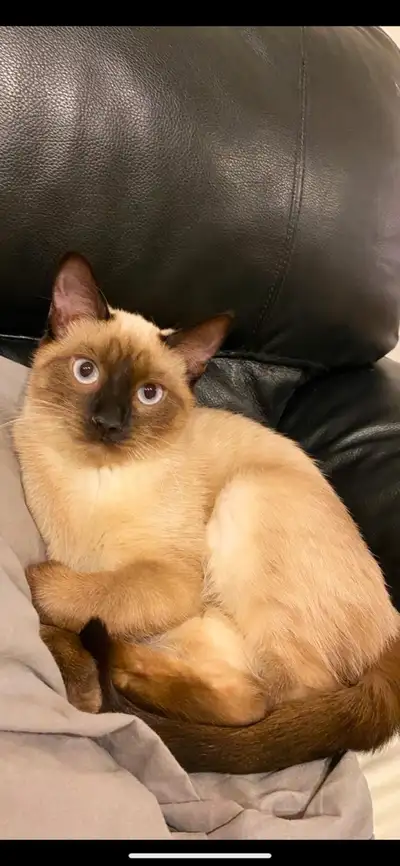 Siamese cat pure blue, View more