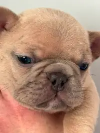 FRENCH BULLDOG PUPPIES**YOU DON’T WANT TO MISS OUT!!!