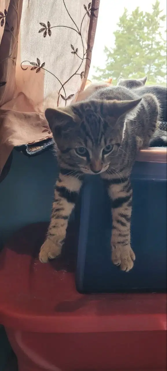  Kittens Ready for Adoption – Homes Needed Now!  in Cats & Kittens for Rehoming in Truro - Image 6