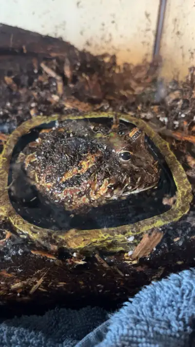 Healthy 2.5 year old Pacman Frog Needs rehoming (does not come with enclosure) Cypress mulch substra...