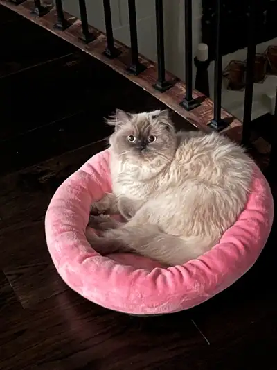 Scottish fold needs a new home , View more