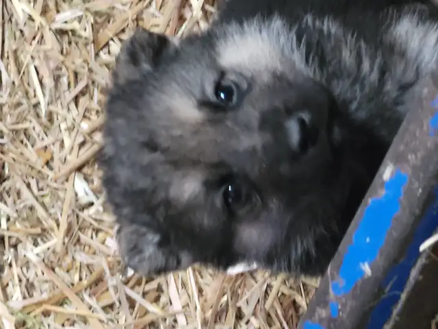 German Shephard puppies in Dogs & Puppies for Rehoming in Norfolk County - Image 8