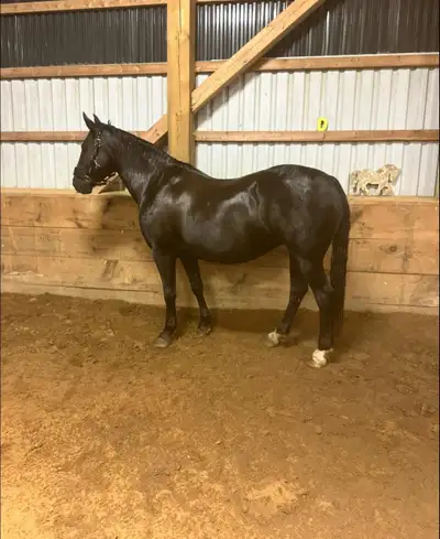 grade mare, View more