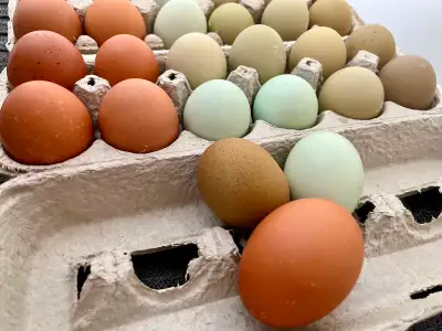 Hatching eggs & chicks, chance of Pure Brahmas, View more