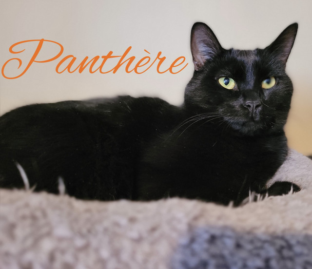 Chat recherche nouvelle famille (Panthère) dans Refuge enregistré  à Laval/Rive Nord - Image 3