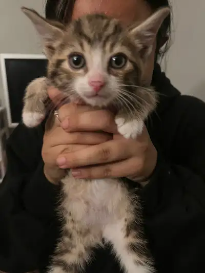cat kitten for adoption, View more