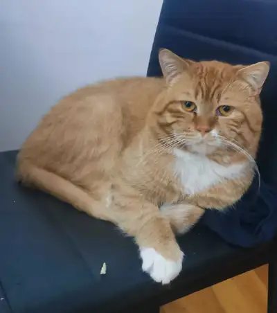 Chat mâle a donné , View more