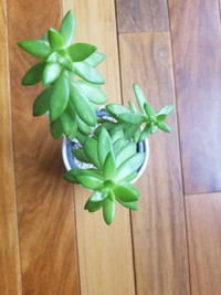 Sedum Succulent 7 Inch in Ceramic Pot