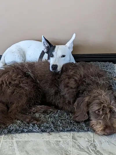 2 Loving Dogs for Adoption -(Price Negotiable), View more