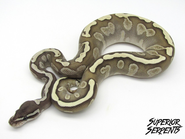 Our Finest Snakes - Produced With Pride in Reptiles & Amphibians for Rehoming in Sudbury - Image 3