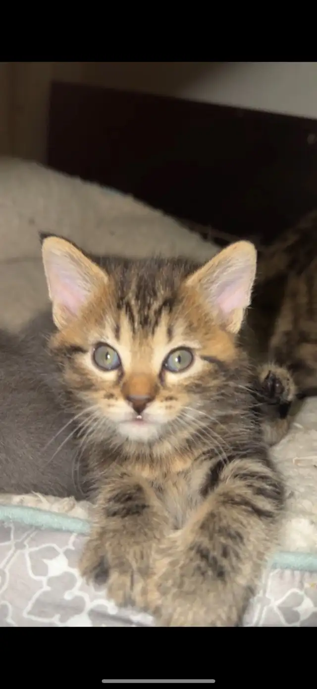 Kittens Russian x siberian Crossbreed mid  Hair Grey Kittens 2