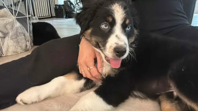 Chiot 10 semaines Bergers Australiens standard CKC in Dogs & Puppies for Rehoming in Gatineau - Image 5