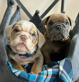 ⭐️Bulldog Anglais EXOTIQUE, View more