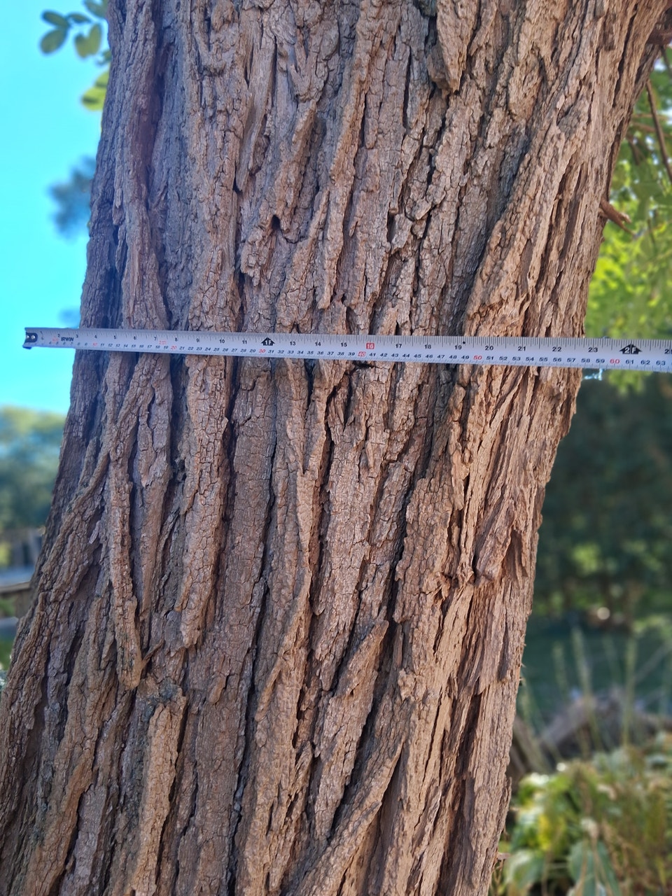 Black Locust Hardwood Trees | Free Stuff | Oshawa / Durham Region ...