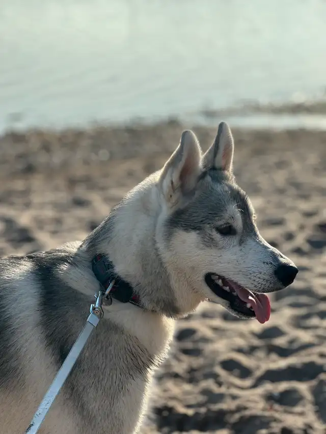 husky for sale in Dogs & Puppies for Rehoming in City of Toronto - Image 2