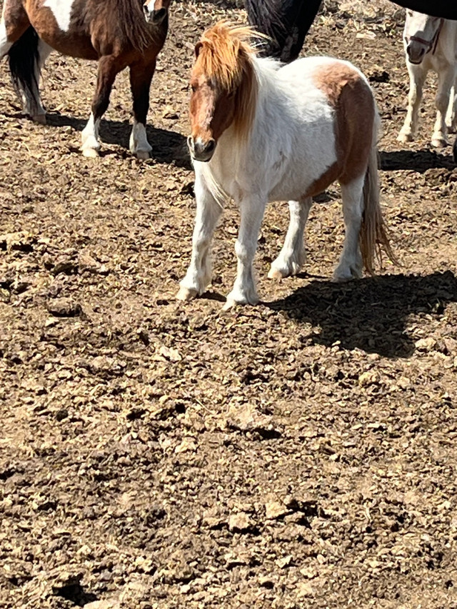  Miniature horses for sale  in Livestock in Swift Current - Image 4