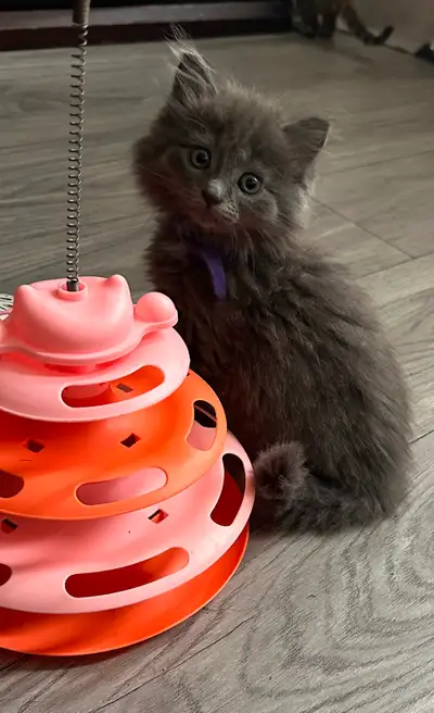 Bb chaton femelle, View more
