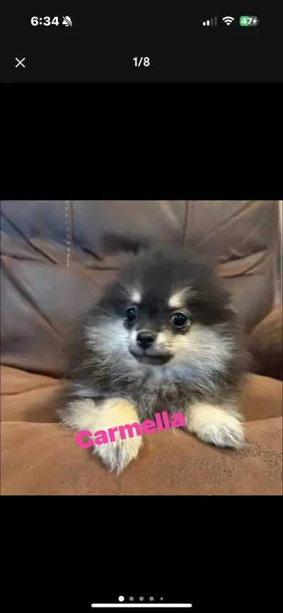 pomeranian, View more