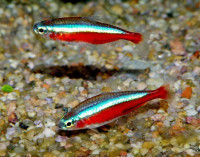 A+++ Quality Cardinal tetra L size For Sale