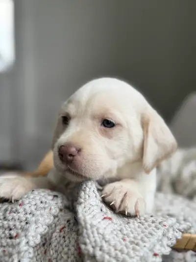 White Champagne Lab Puppy!, View more