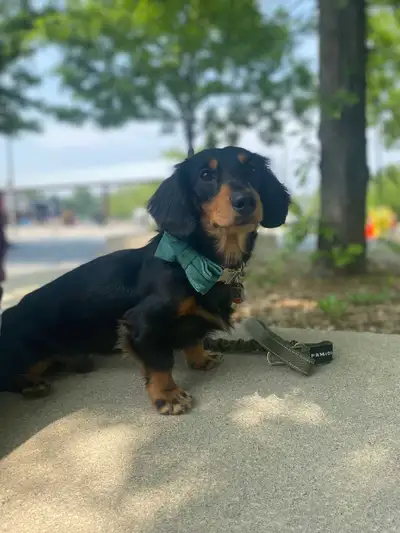 Male miniature Dachsund, View more