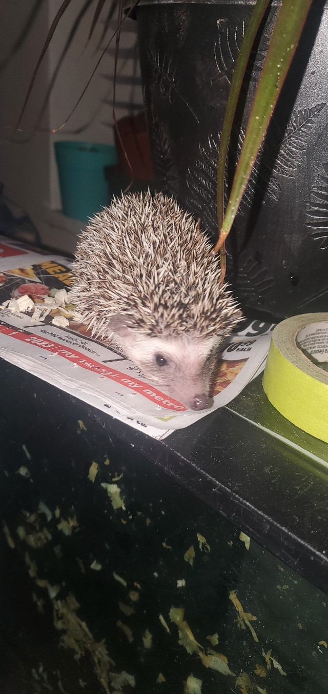 Hedgehog  in Small Animals for Rehoming in City of Toronto - Image 2